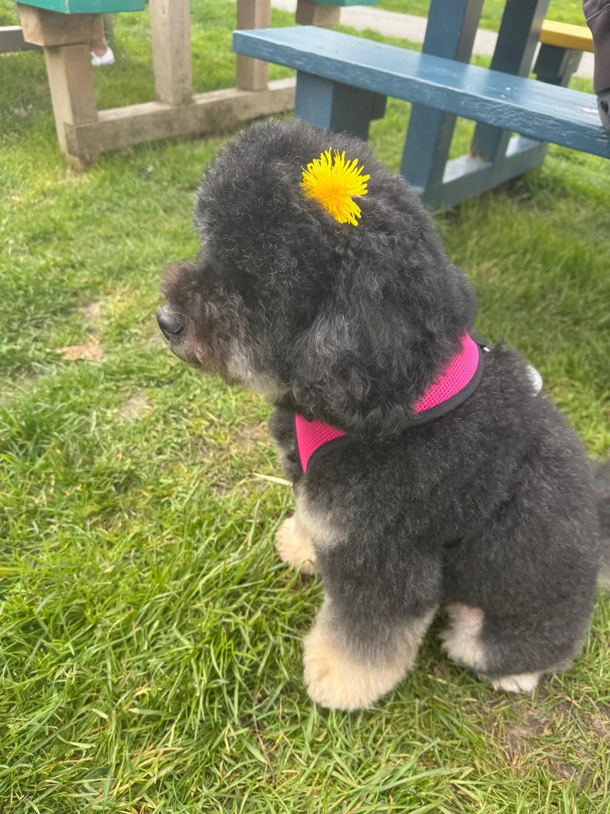 A dog with a yellow bow